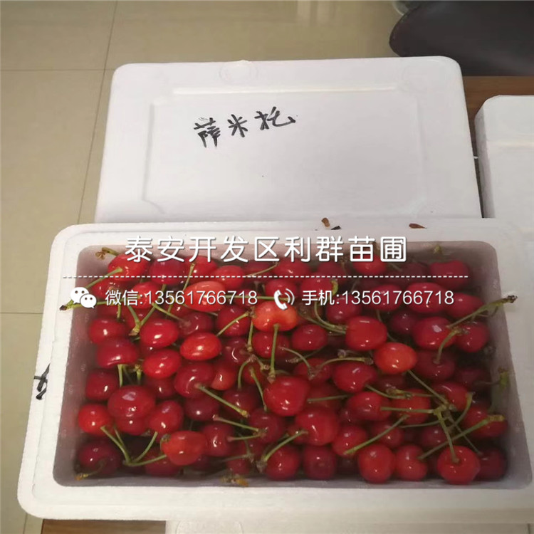 山東櫻桃樹(shù)樹(shù)苗多少錢(qián)一棵、山東櫻桃樹(shù)樹(shù)苗批發(fā)基地