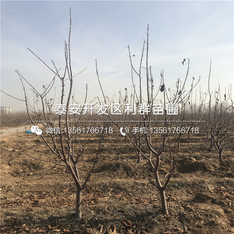 哪里批發(fā)櫻桃樹樹苗