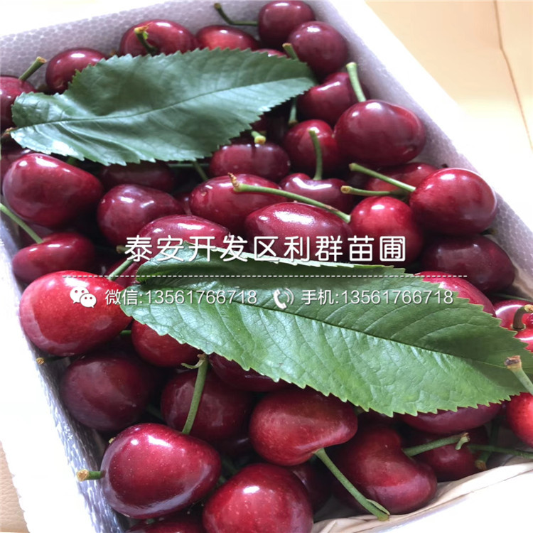 山東麻椒苗價格、山東麻椒苗出售價格多少