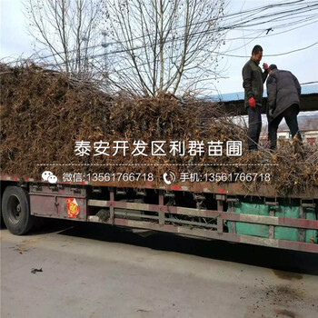 山東2公分車?yán)遄訕涿缍嗌馘X一棵、山東2公分車?yán)遄訕涿绯鍪?>
                        </div>
                        <div   class=