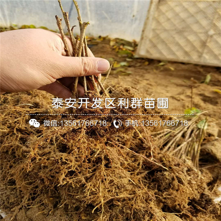 1公分車厘子苗基地、1公分車厘子苗格多少