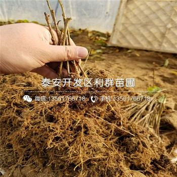 新品種櫻桃樹樹苗、新品種櫻桃樹樹苗批發(fā)基地