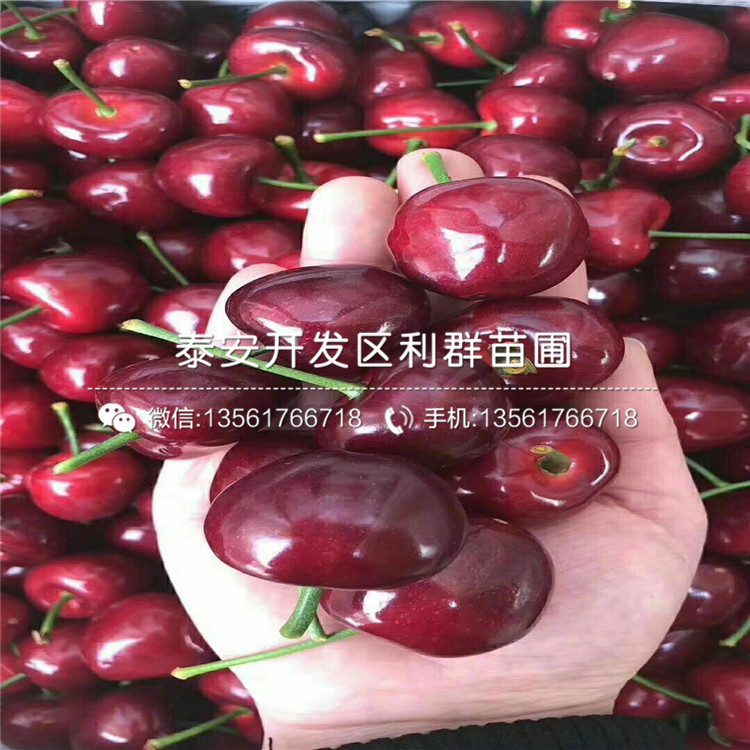 4公分車厘子苗批發(fā)廠家