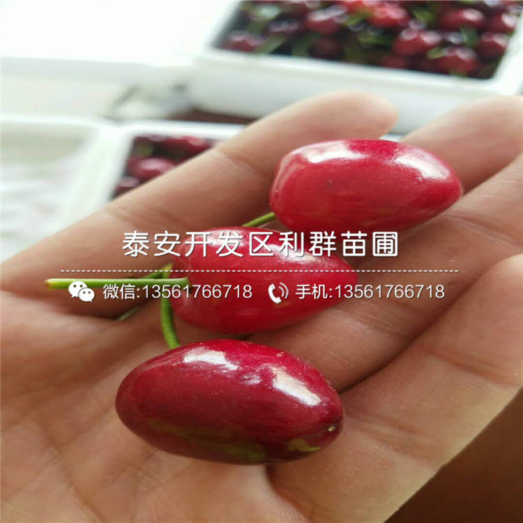5公分車(chē)?yán)遄用缧缕贩N、5公分車(chē)?yán)遄用鐑r(jià)格是多少