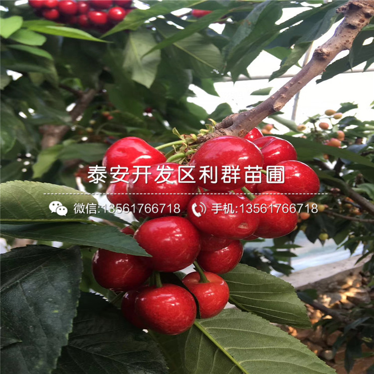 4公分車厘子苗批發(fā)廠家