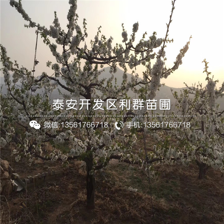 4公分2公分車?yán)遄訕涿缍嗌馘X一棵