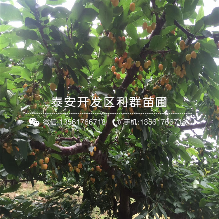 5公分車?yán)遄訕?shù)苗格、2018年5公分車?yán)遄訕?shù)苗價(jià)格