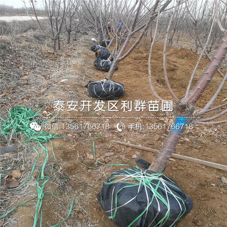 哪里有賣4公分車?yán)遄訕?shù)苗、4公分車?yán)遄訕?shù)苗多少錢一棵