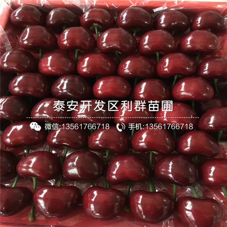 山東5公分車?yán)遄訕涿纭?公分車?yán)遄訕涿缙贩N
