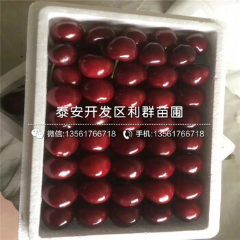 2018年櫻桃樹樹苗批發(fā)