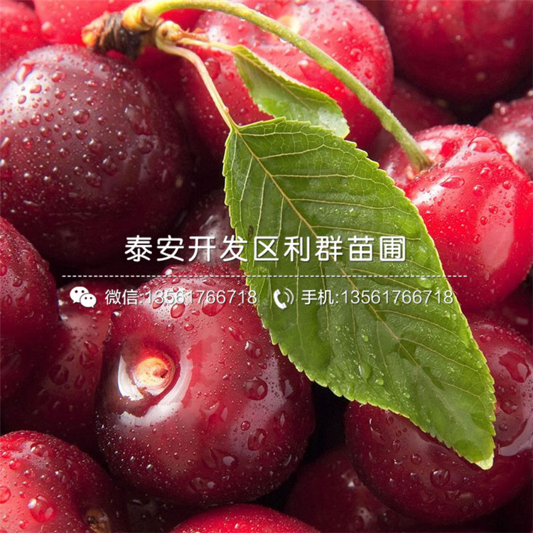 2公分車?yán)遄用缗l(fā)多少錢一棵