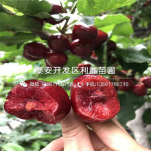 哪里便宜4公分樱桃苗图片