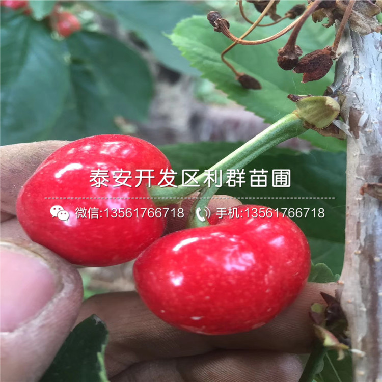 山東3公分車厘子樹苗價格、山東3公分車厘子樹苗出售價格是多少