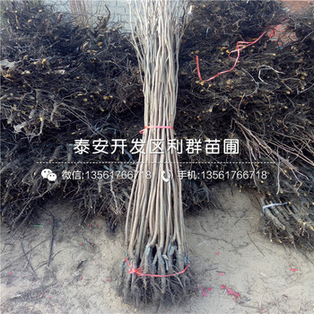 甜柿子苗哪里賣