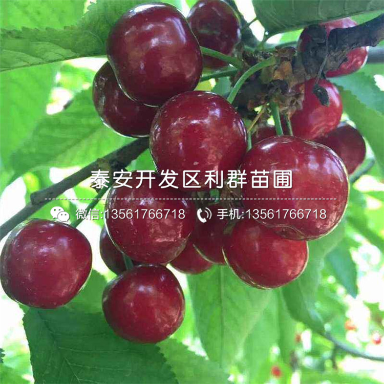 山東櫻桃樹(shù)樹(shù)苗價(jià)格、山東櫻桃樹(shù)樹(shù)苗批發(fā)基地