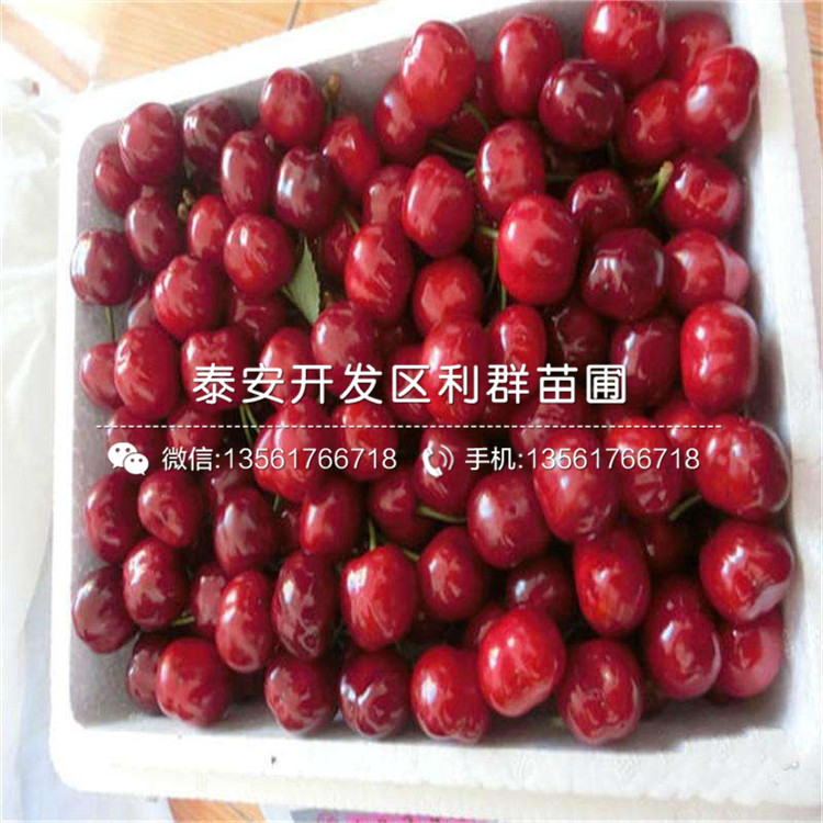 5公分車(chē)?yán)遄用缧缕贩N、5公分車(chē)?yán)遄用鐑r(jià)格是多少