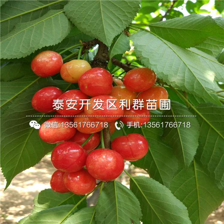 5公分2公分車?yán)遄訕涿缍嗌馘X一棵