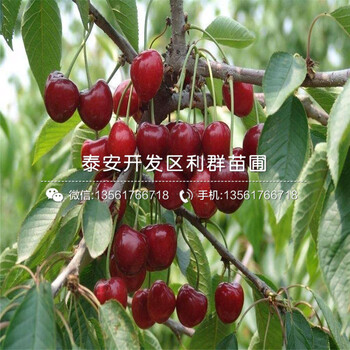 3公分車厘子樹苗基地價格