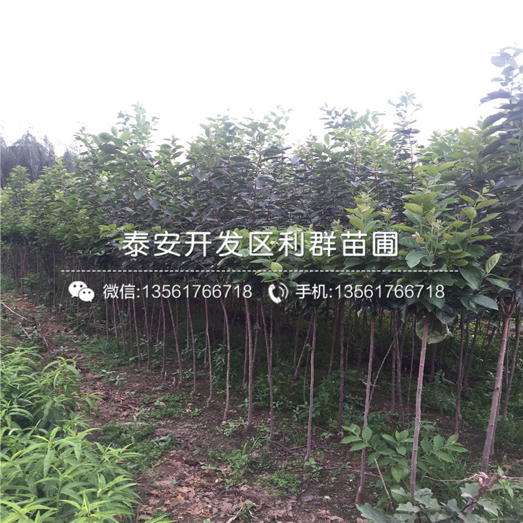 8公分柿子苗种植技术