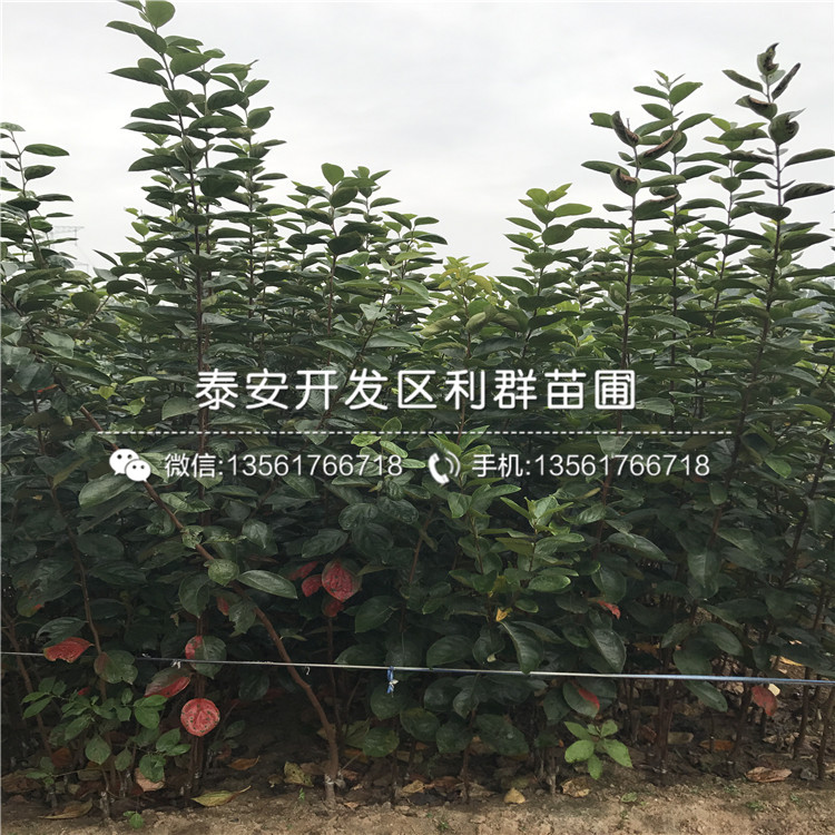 8公分柿子苗种植技术