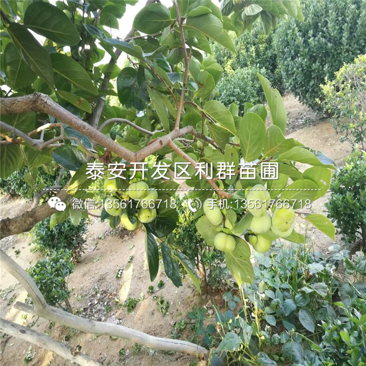 2018年蓬莱柿无花果苗、蓬莱柿无花果苗出售