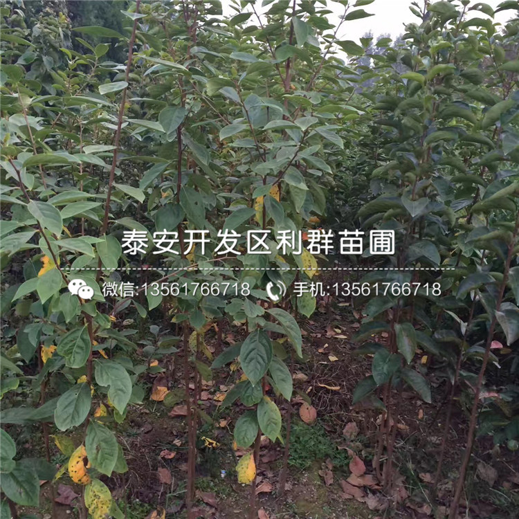 中熟甜脆柿子苗