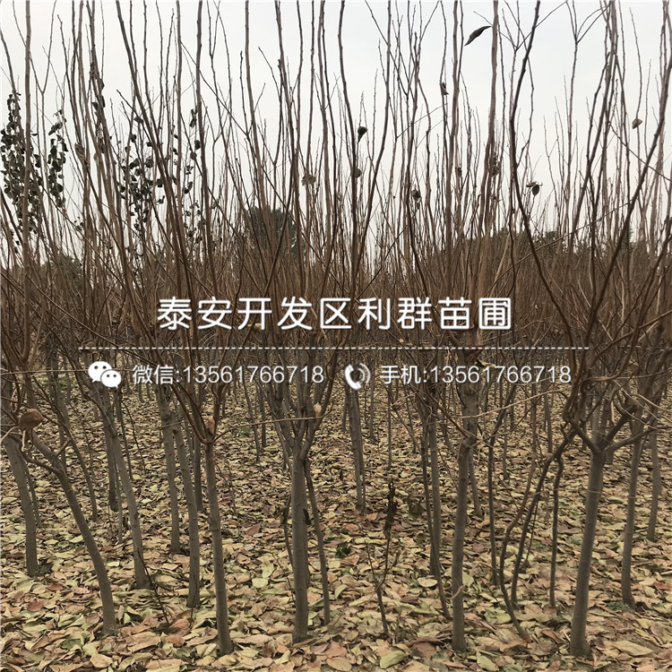 合柿子树苗格、合柿子树苗批发基地