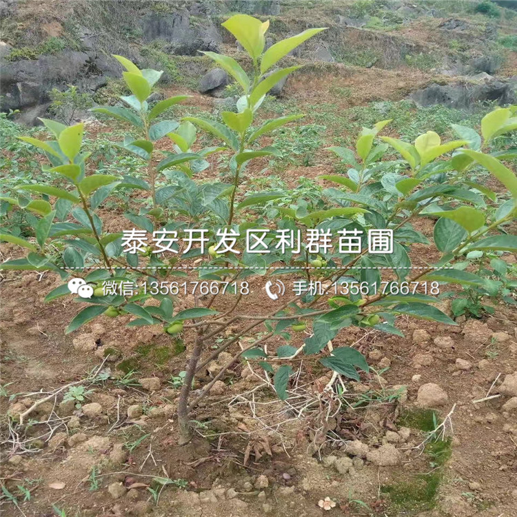 一棵15公分柿子树苗多少钱