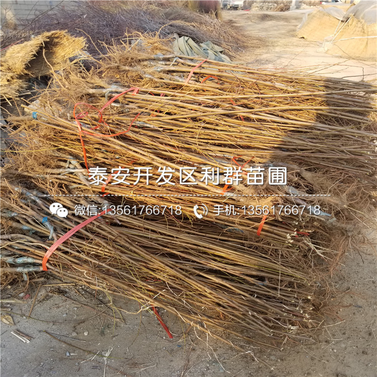 新品种大红李子树苗批发基地