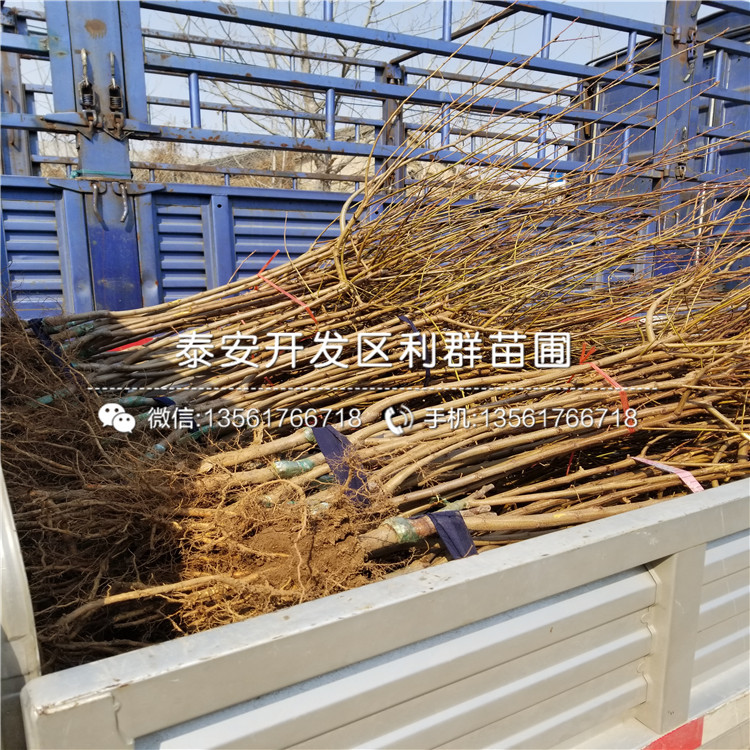 大红李子树苗新品种、大红李子树苗多少钱一棵