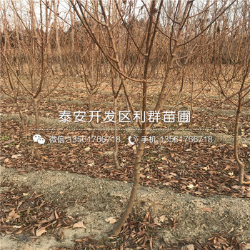 巨型黑李子樹苗出售