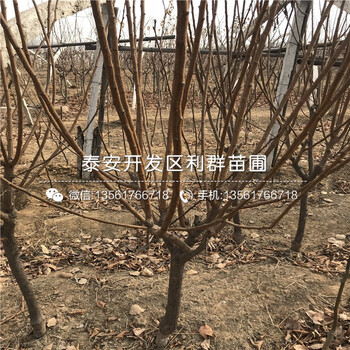 大紅李子苗基地、大紅李子苗批發(fā)價(jià)格是多少