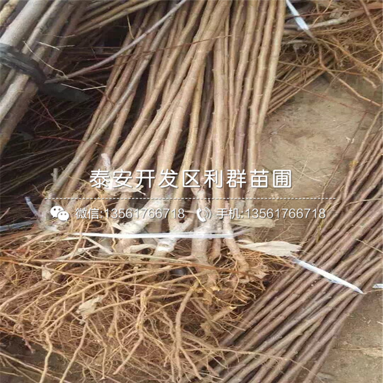 新品种大红李子树苗批发基地