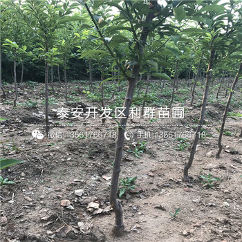 晚熟2公分李子苗