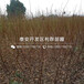專業(yè)種植黑總統(tǒng)李子苗基地