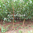 红脆李子树苗品种、2018年红脆李子树苗新品种
