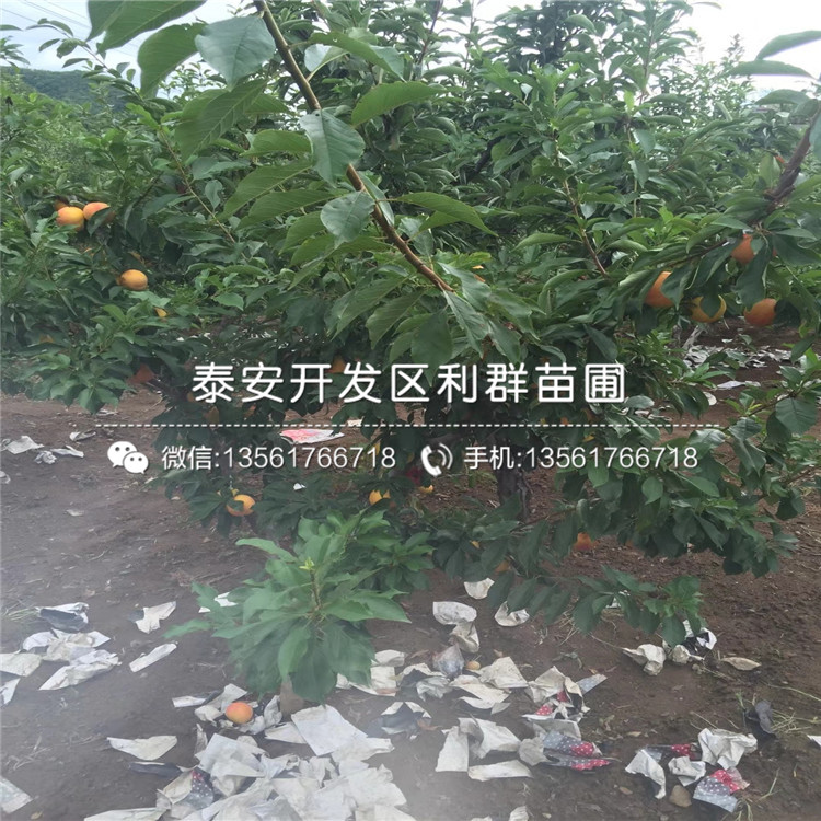 种植甜脆李子苗基地