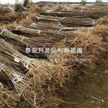 批发黑琥珀李子苗出售基地