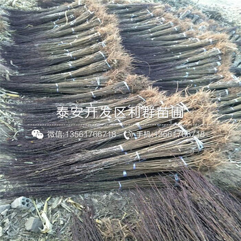 蜂糖李子樹苗基地、蜂糖李子樹苗價格是多少