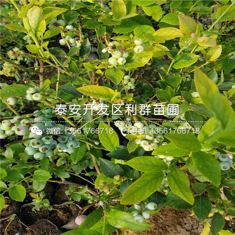 南陆蓝莓树苗多少钱一株