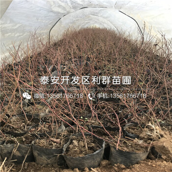 晚熟蓝莓树苗价格批发