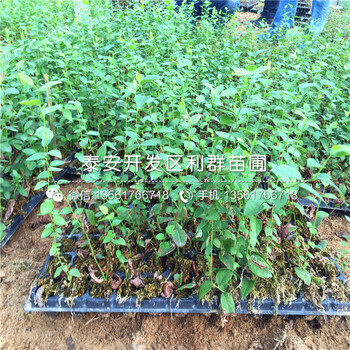 新千年蓝莓苗、新千年蓝莓苗出售基地