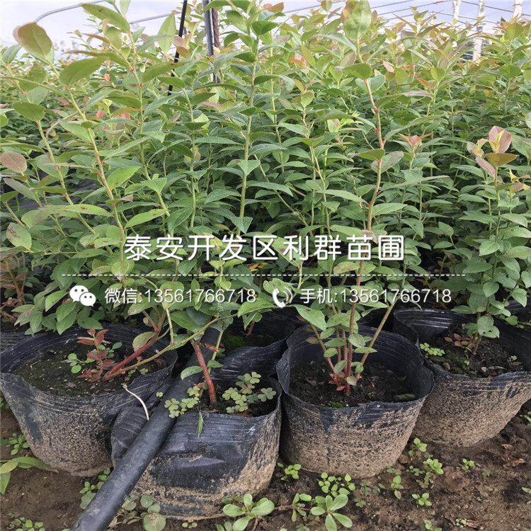 南蓝蓝莓树苗、南蓝蓝莓树苗价格及报价