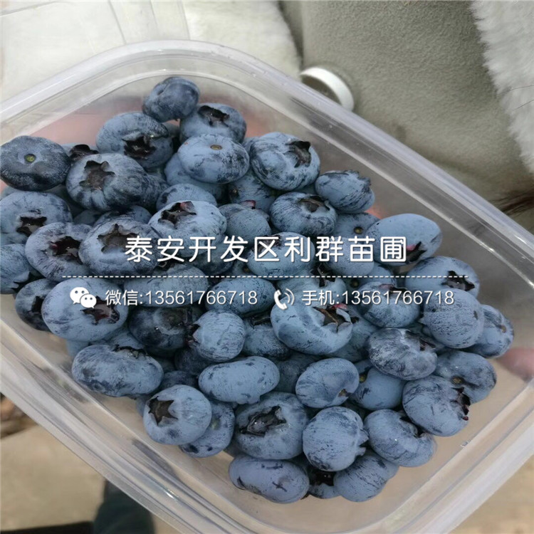 斯巴坦蓝莓苗预定价格