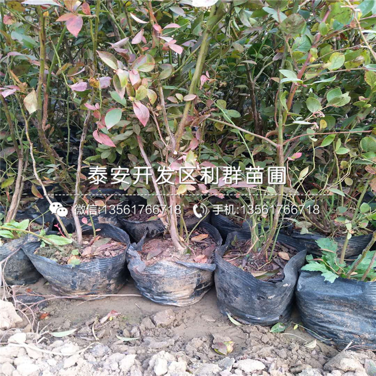 新品种南高丛蓝莓苗批发价格