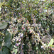 山东矮丛蓝莓树苗、山东矮丛蓝莓树苗品种