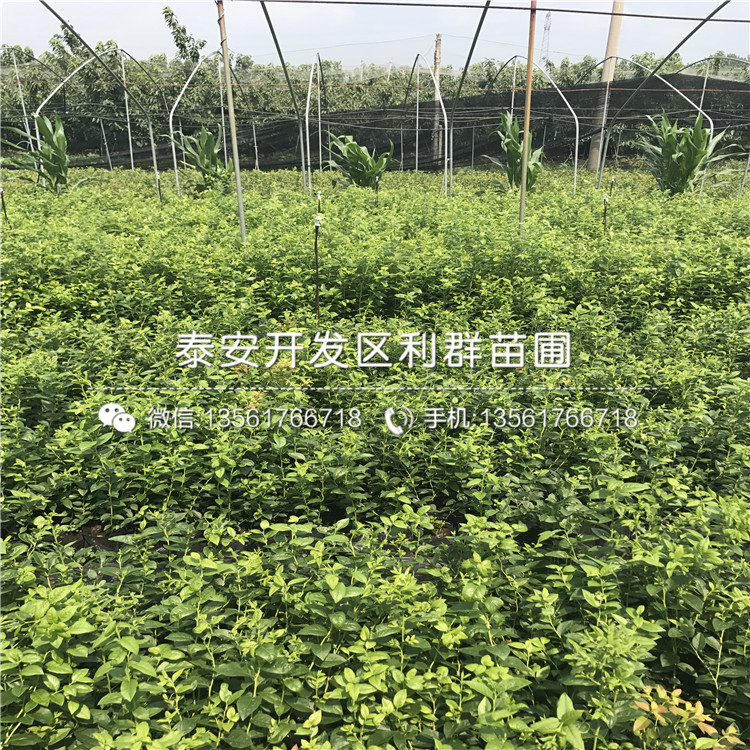 N-B-3蓝莓树苗批发价格