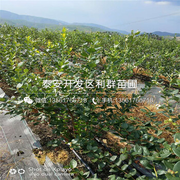 蓝宝石蓝莓树苗基地、蓝宝石蓝莓树苗出售