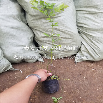 新品种考斯特蓝莓树苗出售基地