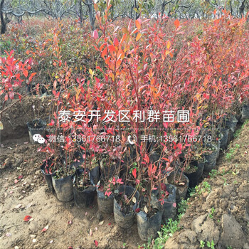 杰兔藍(lán)莓樹(shù)苗基地、杰兔藍(lán)莓樹(shù)苗價(jià)格多少